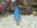 Pomacentrus pavo SM Elevage BIOTA