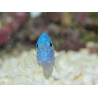 Pomacentrus pavo SM Elevage BIOTA