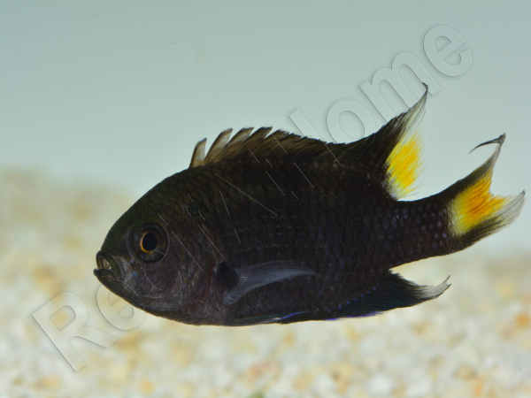 Neopomacentrus azysron Elevage BIOTA