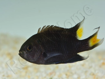 Neopomacentrus azysron Elevage BIOTA