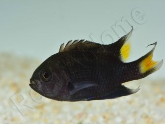 Neopomacentrus azysron Elevage BIOTA