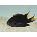 Neopomacentrus azysron Elevage BIOTA