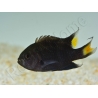 Neopomacentrus azysron Elevage BIOTA