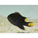 Neopomacentrus azysron Elevage BIOTA