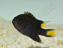Neopomacentrus azysron Elevage BIOTA