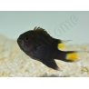 Neopomacentrus azysron Elevage BIOTA