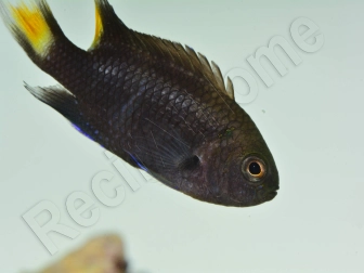 Neopomacentrus azysron Elevage BIOTA