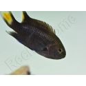 Neopomacentrus azysron Elevage BIOTA