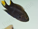 Neopomacentrus azysron Elevage BIOTA