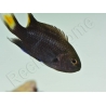 Neopomacentrus azysron Elevage BIOTA