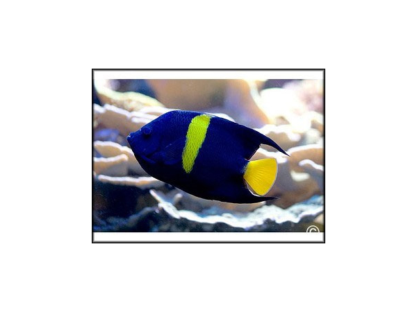 Pomacanthus asfur Mer Rouge