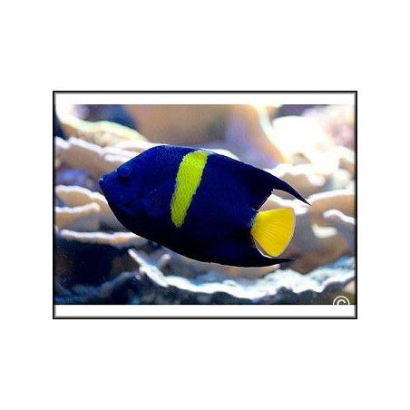 Pomacanthus asfur Mer Rouge
