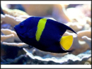 Pomacanthus asfur Mer Rouge