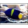 Pomacanthus asfur Mer Rouge