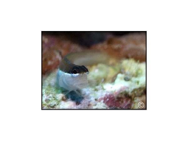 Ecsenius bimaculatus