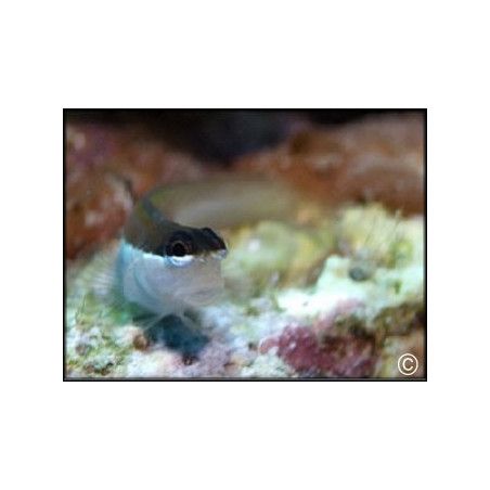 Ecsenius bimaculatus