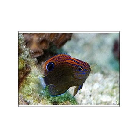 Pomacentrus bankanensis