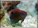Pomacentrus bankanensis