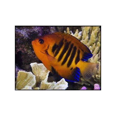 Centropyge loricula