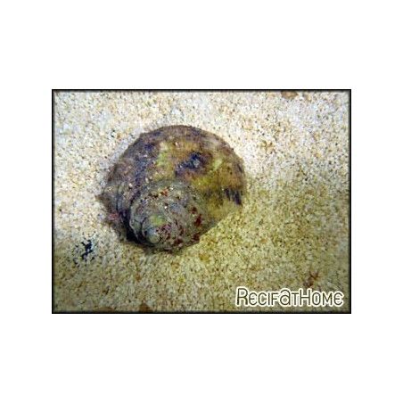 Turbo setosus
