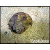 Turbo setosus