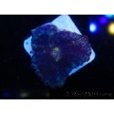 WYSIWYG - Rhodactis 13L7