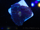 WYSIWYG - Rhodactis 13L7
