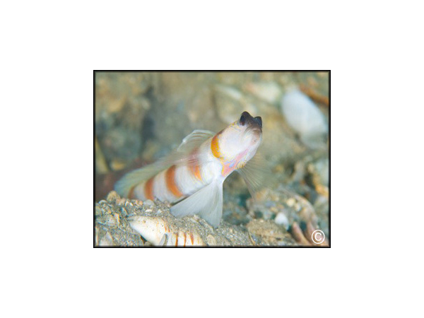 Amblyeleotris sungami