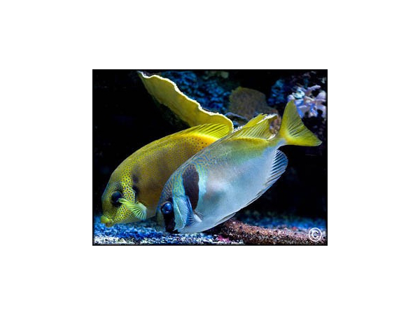 Siganus virgatus