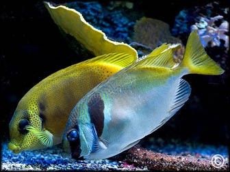 Siganus virgatus