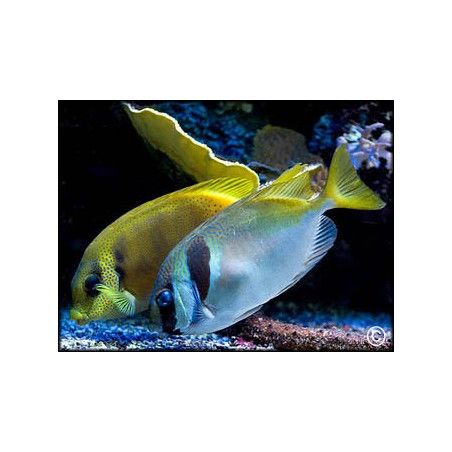 Siganus virgatus