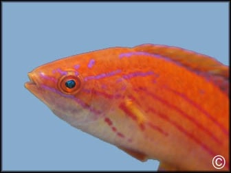Paracheilinus filamentosus
