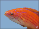 Paracheilinus filamentosus