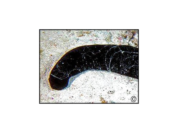 Holothuria Atra