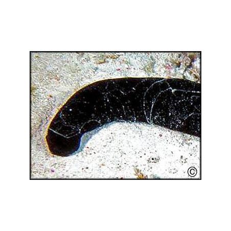 Holothuria Atra