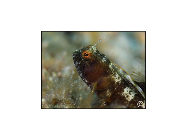 Emblemaria pandionis