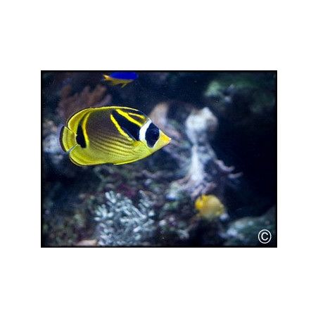 Chaetodon lunula