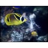 Chaetodon lunula