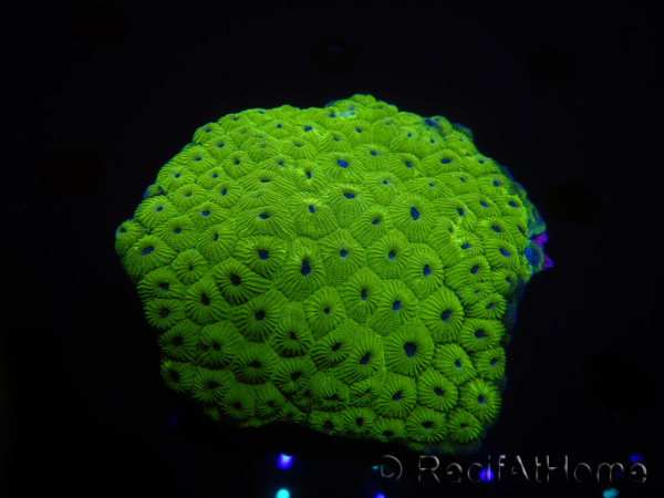 WYSIWYG Diploastrea sp 1 (8 cm)