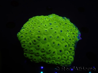 WYSIWYG Diploastrea sp 1 (8 cm)