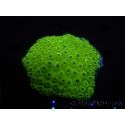 WYSIWYG Diploastrea sp 1 (8 cm)