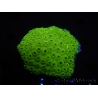 WYSIWYG Diploastrea sp 1 (8 cm)