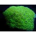 WYSIWYG Diploastrea sp 1 (8 cm)