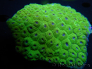 WYSIWYG Diploastrea sp 1 (8 cm)