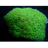 WYSIWYG Diploastrea sp 1 (8 cm)