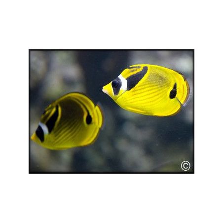 Chaetodon lunula
