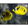 Chaetodon lunula
