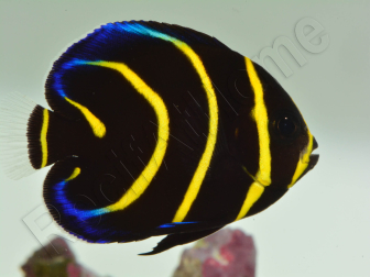 Pomacanthus zonipectus élevage Bali aquarich