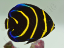 Pomacanthus zonipectus élevage Bali aquarich