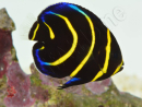 Pomacanthus zonipectus élevage Bali aquarich